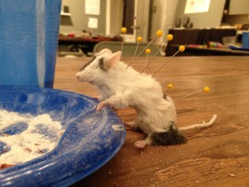 Mouse Taxidermy