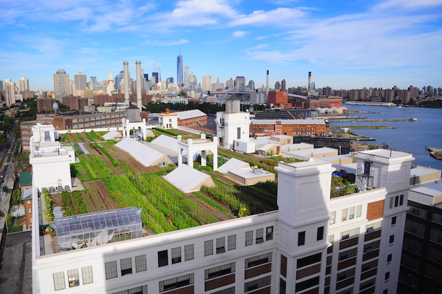 Head to a rooftop feast on Wednesday. Photo: Brooklyn Grange