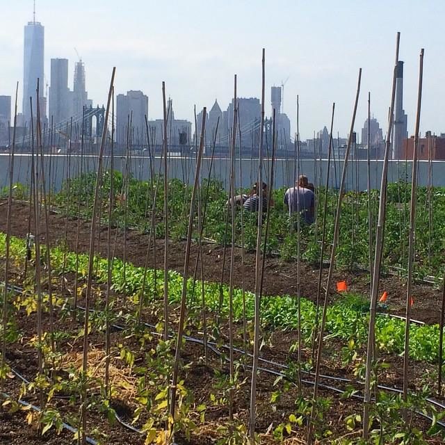 brooklyn-grange-rooftop-tomatoes