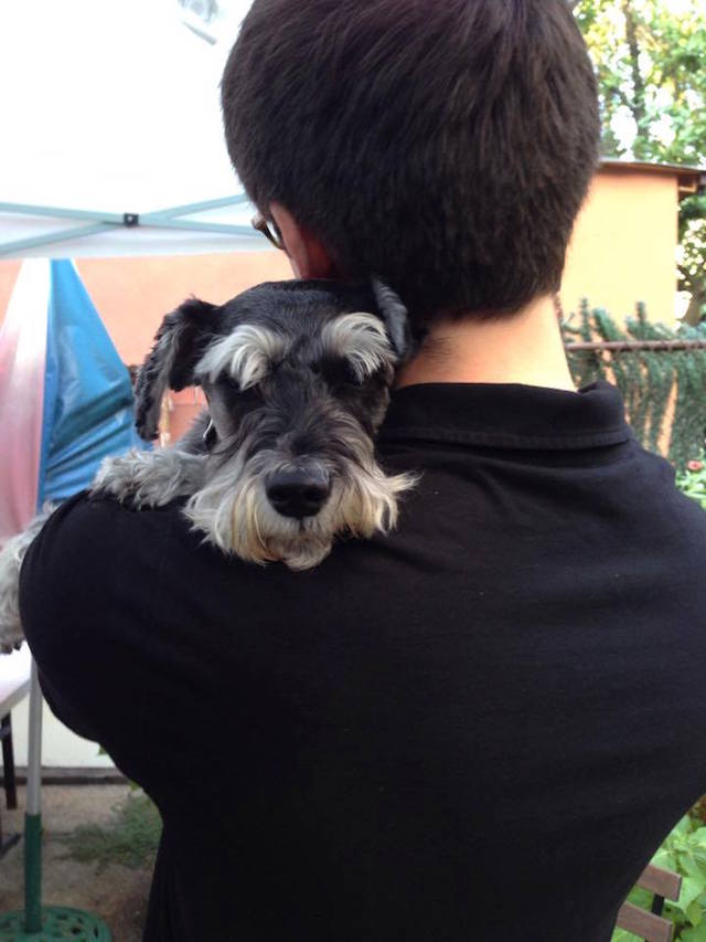 You can get hugs from all the schnauzers (and dachsunds) you want at the 3rd Annual Oktoberfest celebrating those Germanic breeds on Saturday. Photo: By Brooklyn