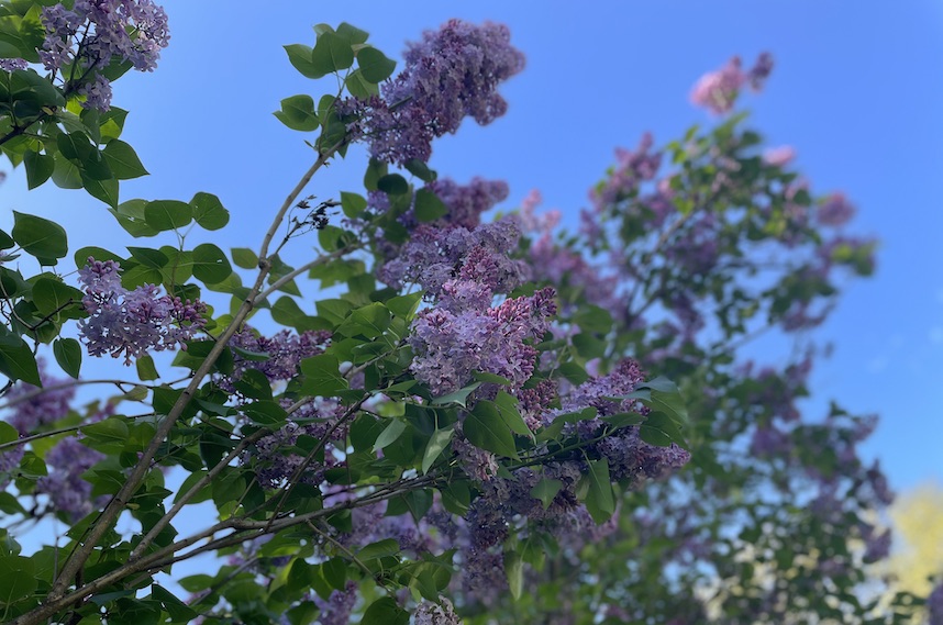 Choose a lilac for your life – The Journal